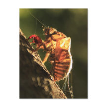 Shell Of A Cicada