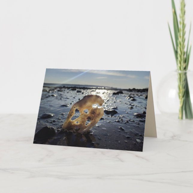 Shell on a Beach Blank Greeting Card (Front)