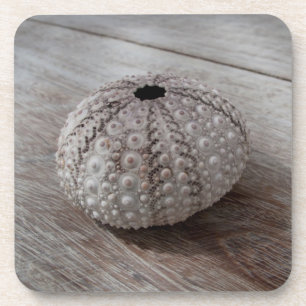 Shell On Top Of A Wooden Table Coaster