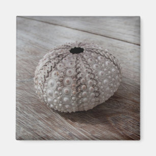 Shell On Top Of A Wooden Table Magnet
