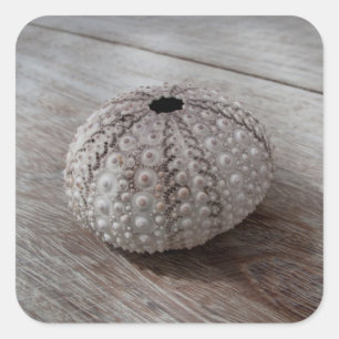 Shell On Top Of A Wooden Table Square Sticker