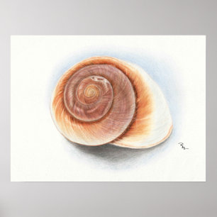 Shell Print