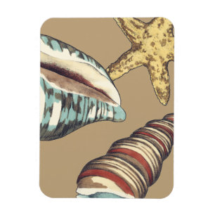 Shell Trio on Khaki Magnet