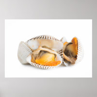 Shellfish