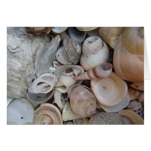 Shells (Front Horizontal)
