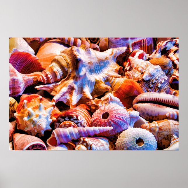 Shells 1 Alt Poster (Front)