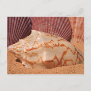 Shells 619 Postcard