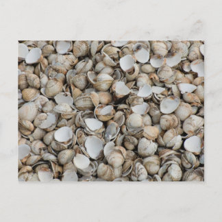 Shells background postcard