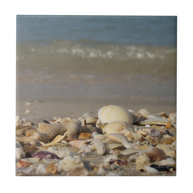 shells, beach, water, sand, sea, maritime, photo, tile (Front)