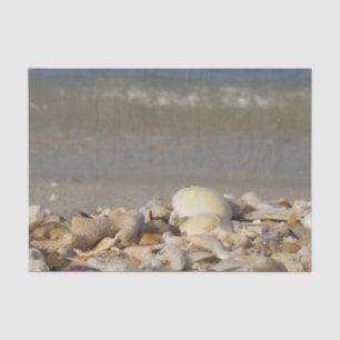 shells, beach, water, sand, sea, maritime, photo, tissue paper