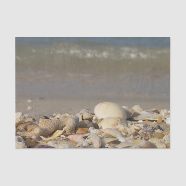 shells, beach, water, sand, sea, maritime, photo, tissue paper (Front)