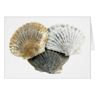 Shells Card