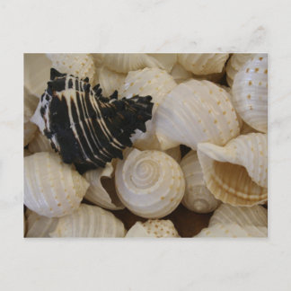 Shells I Postcard