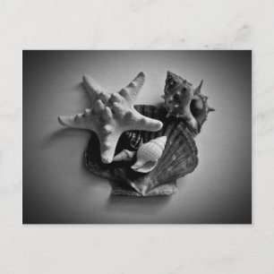 Shells in black and white postcard