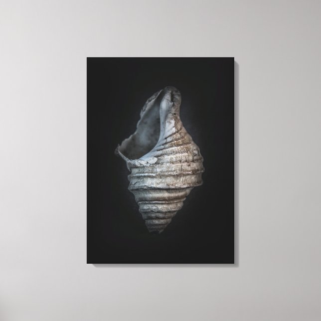 Shells No 6 Colour Version Canvas Print (Front)