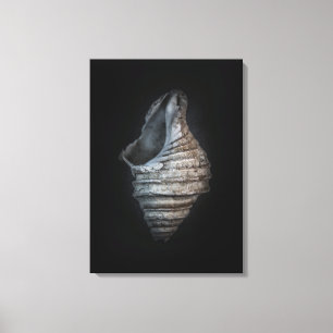 Shells No 6 Colour Version Canvas Print