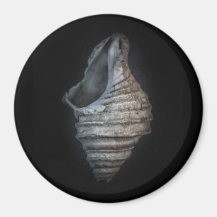 Shells No 6 Colour Version Magnet