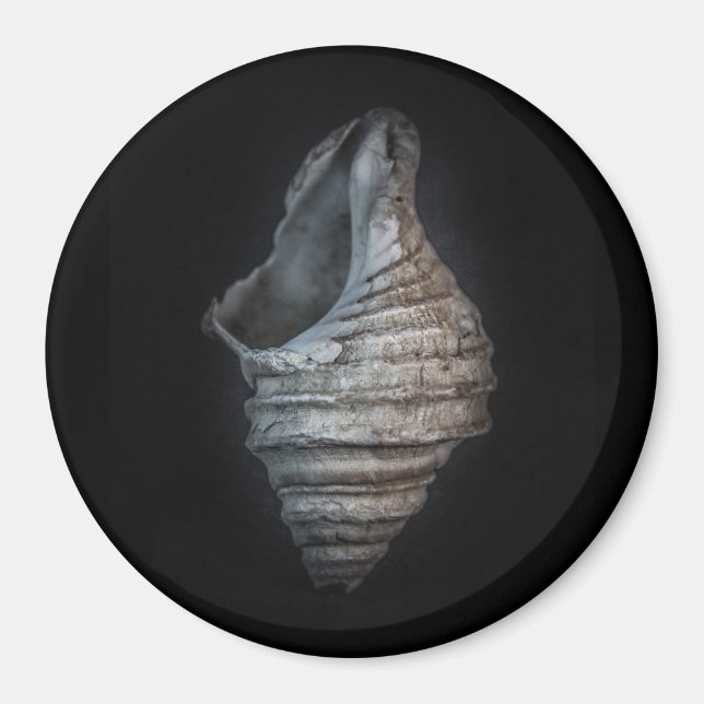 Shells No 6 Colour Version Magnet (Front)