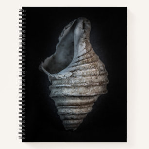 Shells No 6 Colour Version Notebook