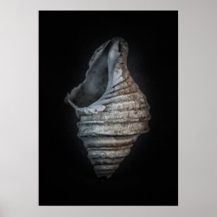 Shells No 6 Colour Version Poster