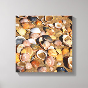 Shells On A Sandy Beach Andalusia, Spain Canvas Print