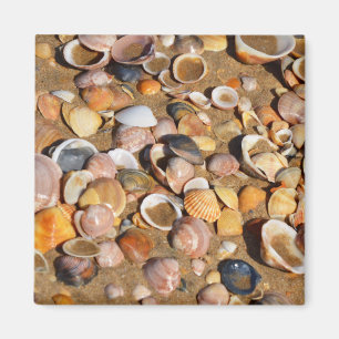 Shells On A Sandy Beach Andalusia, Spain Magnet