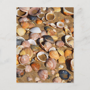 Shells On A Sandy Beach Andalusia, Spain Postcard