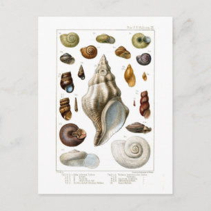 Shells Postcard