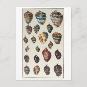 Shells Postcard