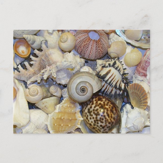 shells postcard (Front)