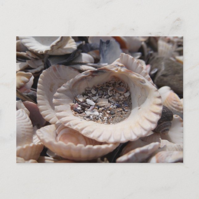 Shells Postcard (Front)