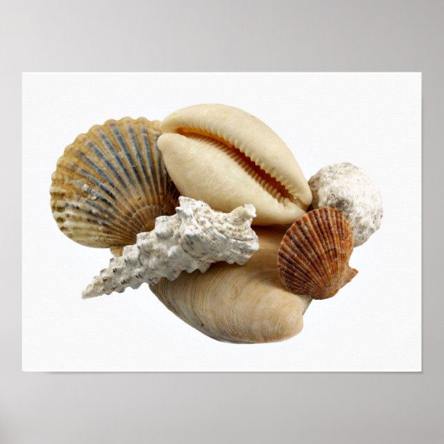Shells Poster (Front)