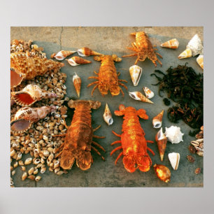 shells poster