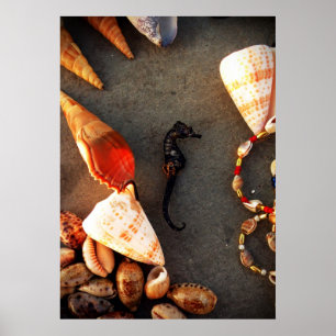 shells poster
