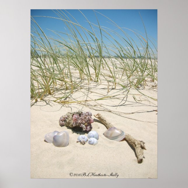 Shells Poster (Front)