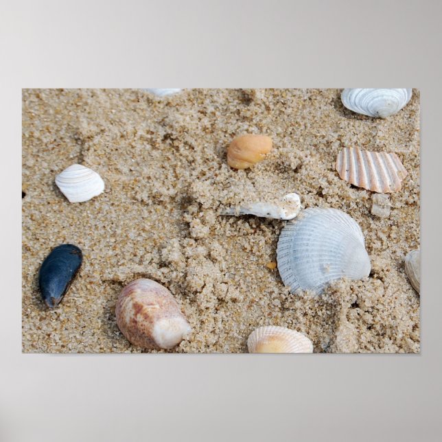 Shells - poster / print (Front)