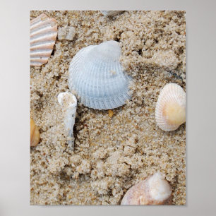 Shells - poster / print