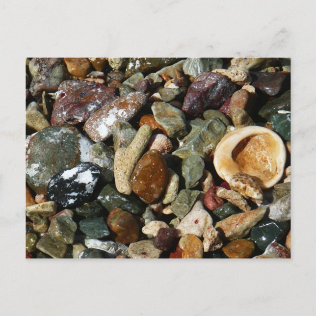 Shells, Rocks and Coral Nature Photography Postcard (Front)