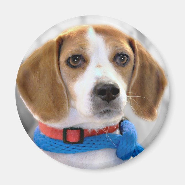 Shelter Beagle Photo Magnet (Front)