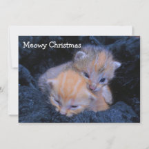 Shelter kittens holiday
