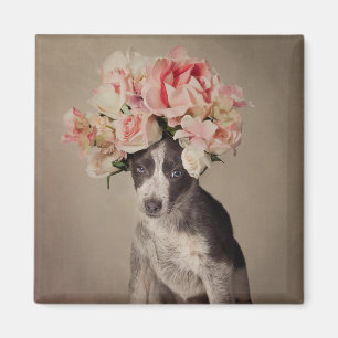 shelter Pets Project - Opal Magnet