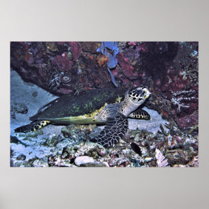 Sheltered Turtle Poster