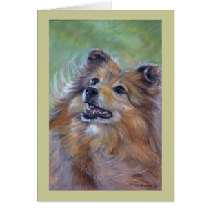Sheltie