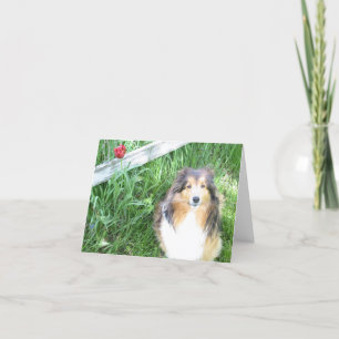 Sheltie and Tulip Note Card