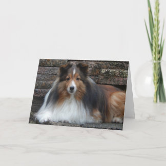 Sheltie Blank Greeting Card