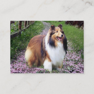 Sheltie Breeder Business Card