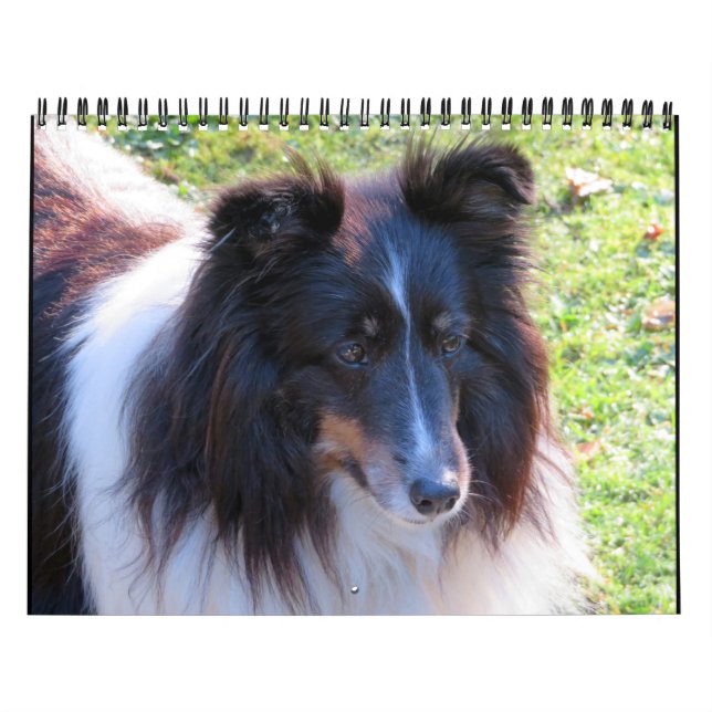 Sheltie Calendar (Cover)