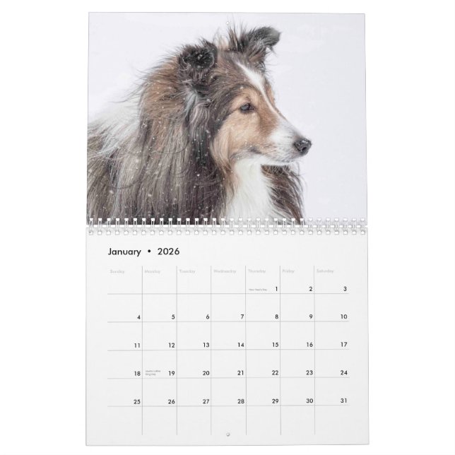 Sheltie Calendar (Jan 2026)