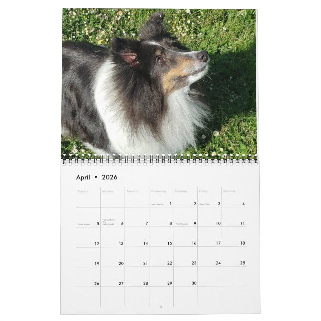 Sheltie Calendar 2024 (Apr 2026)