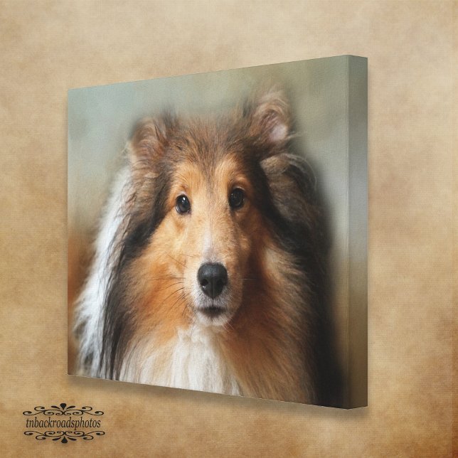 Sheltie Canine Canvas Print (Creator Uploaded)